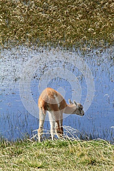 Llama Cub Wants to Drink