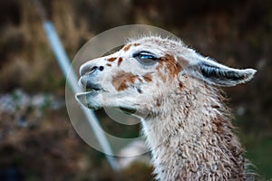 A llama, Cusco, Peru