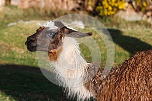 A llama, Cusco, Peru