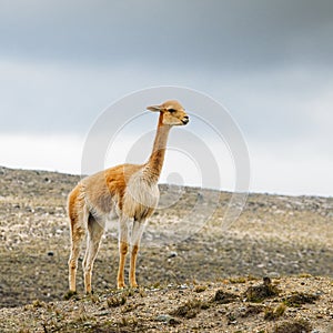 Llama is a domesticated South American camelid, widely used as a meat and pack animal by Andean cultures since the Pre-Columbian e photo