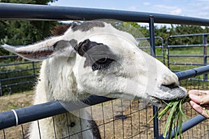 Llama eating grass from hand