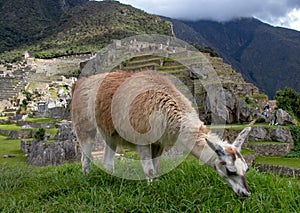 A Llama Eating Grass at the Inca Ruins at Machu Picchu