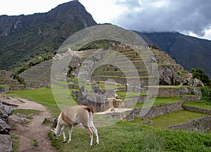 A Llama Eating Grass at the Inca Ruins at Machu Picchu