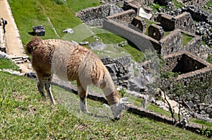 A Llama Eating Grass at the Inca Ruins at Machu Picchu