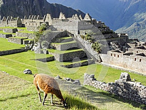 A llama eating grass in machu picchu
