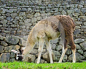 Llama eating grass in Machu Picchu, Peru, 02/08/2019