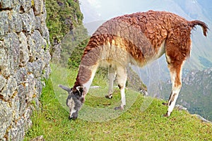 Llama eating grasses at the Inca citadel of Machu Picchu, Cusco, Peru, South America