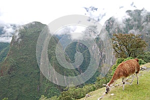 Llama eating at Machu Pichu Peru