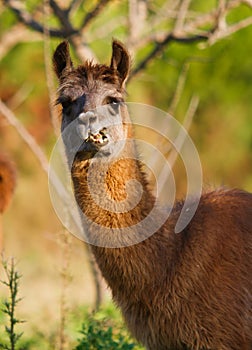 Llama eating and staring, blurry nature background