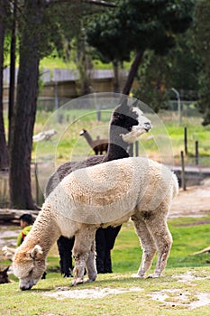 Llama eating a wild grass