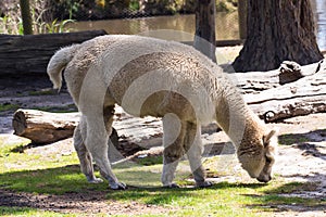 Llama eating a wild grass