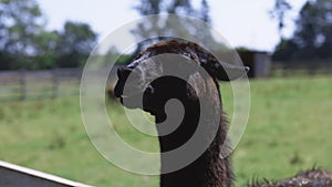 Llama face close-up. Green leaves background. The mane is swaying in the wind. Zoo creatures. Black alpaca eating hay