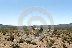 Llama family in the Andes mountain range