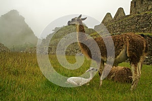 Llama family on machu picchu