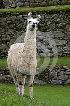 Llama at he Famous Machu Picchu