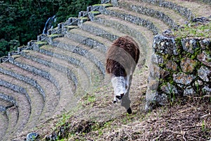 Llama in a farming terrace on the Inca Trail to Machu Picchu.