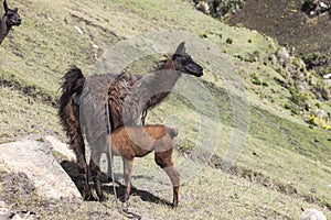 Llama feeding her baby photo