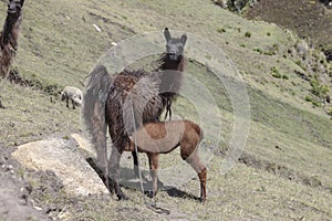 Llama feeding her baby photo