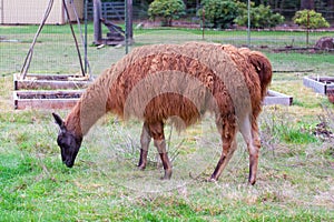 Llama in Field