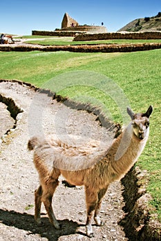 Llama in front of Ingapirca ruins