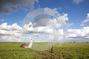 Llama in the grass and blue sky