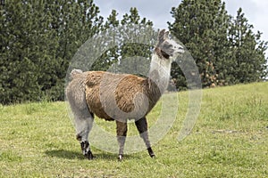 Llama in a grassy field photo
