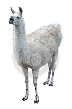 Llama with gray-white dense coat with black nose with scuffs on knees, standing face to viewer, pricking up her long fluffy ears.