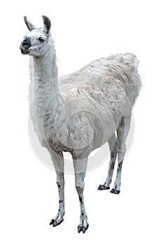 Llama with gray-white dense coat with black nose with scuffs on knees, standing face to viewer, pricking up her long fluffy ears. photo