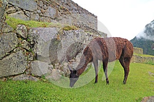 llama grazing in the ancient agricultural terrace of Machu Picchu Inca citadel, Cusco region, Peru