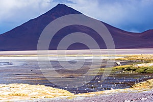 Llama grazing in the edge of a lagoon in the bolivian plateau in front of a volcanic peak