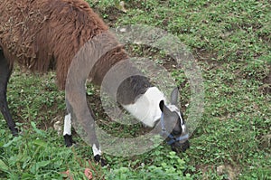 Llama