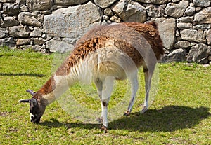 Llama Grazing at Machu Picchu, Peru