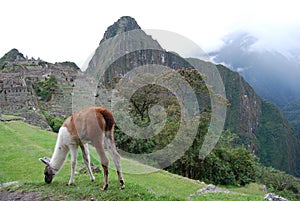 Llama grazing at Machu Pichu