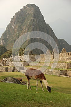 A Llama grazing at the ruines