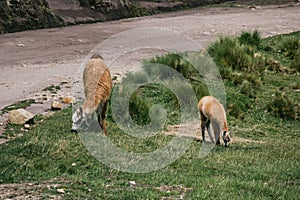 Llama, guanaco grazing in the andes moor landscape