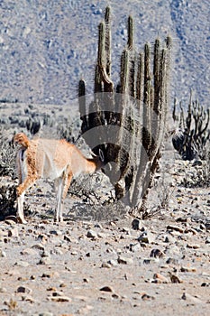 Llama guanaco (Lama guanicoe)