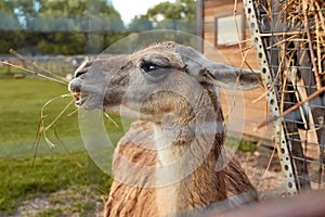 llama is having lunch