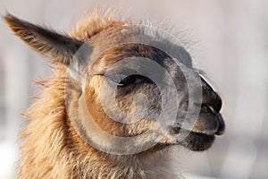 Llama head