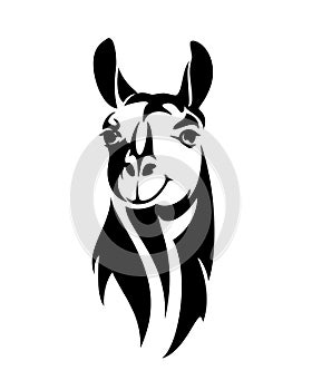 Llama head portrait black and white vector outline