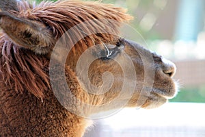 Llama head in profile