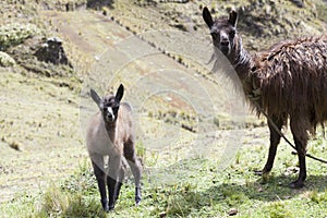 Llama and her calf facing forward photo