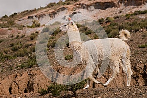 Llama a high altitude Camelid photo