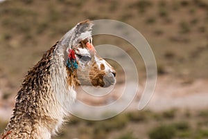 Llama a high altitude Camelid