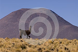Llama a high altitude Camelid photo