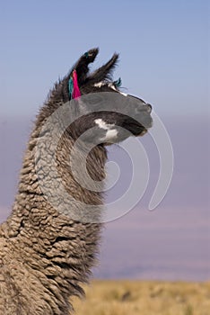 Llama a high altitude Camelid