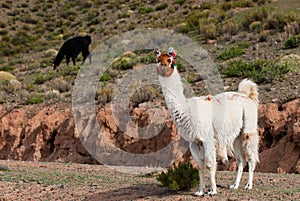 Llama a high altitude Camelid