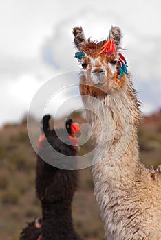 Llama a high altitude Camelid