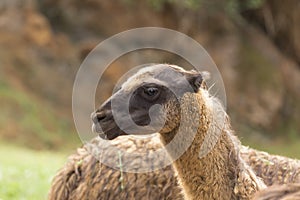 Portrait of a llama head, animals of South America photo