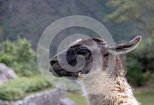 A Llama at the Inca Ruins at Machu Picchu