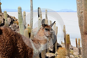 Llama at Isla Incahuasi. Salar de Uyuni. PotosÃ­ Department. Bolivia